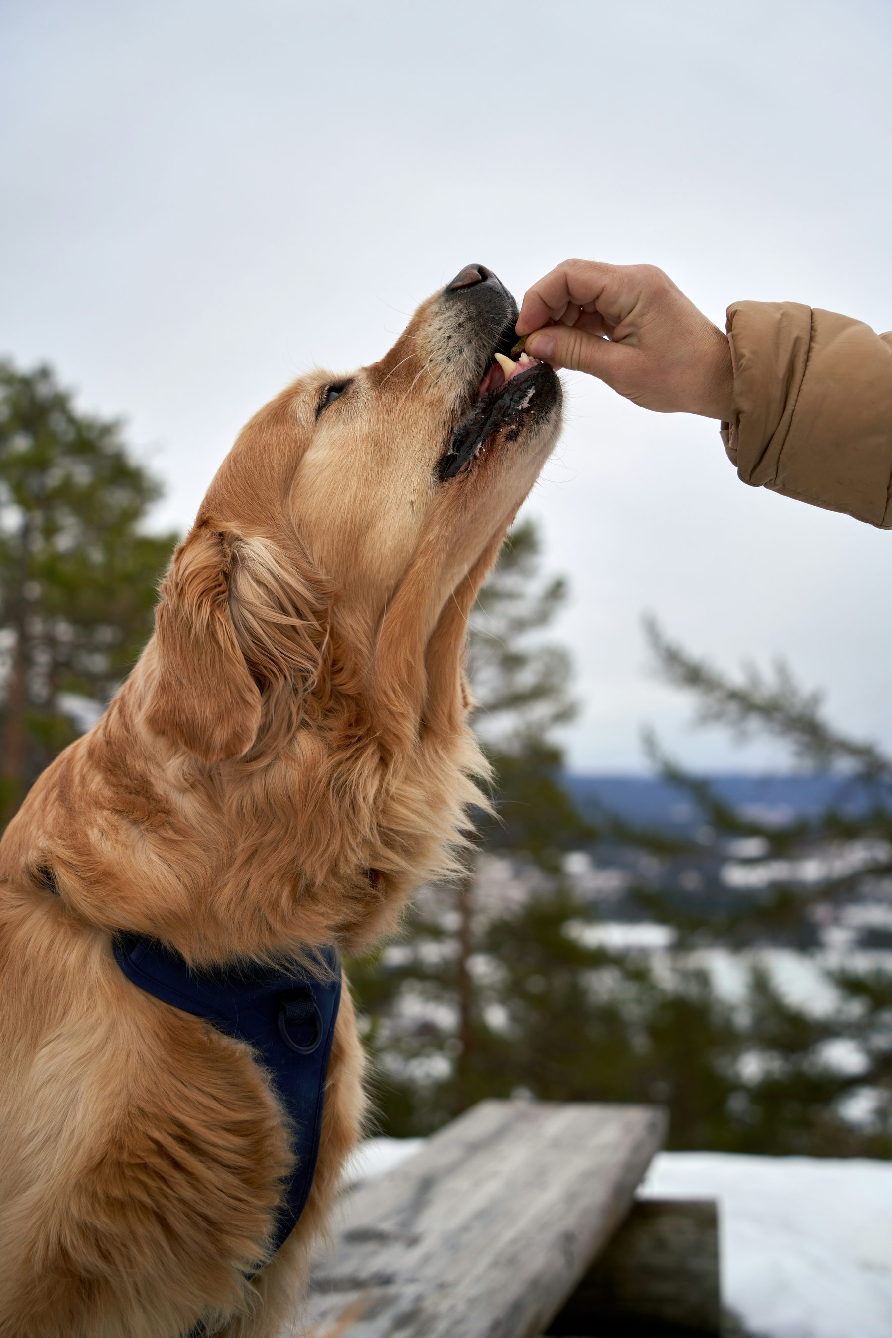 A dog taking a treat from its owner's hand outdoors