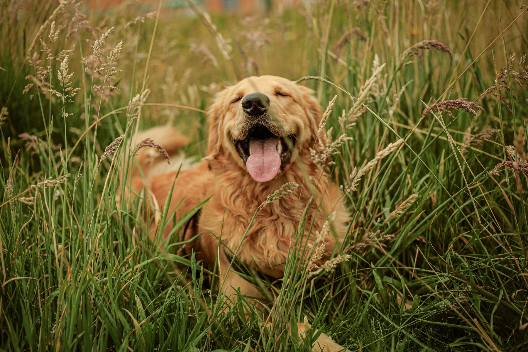 A happy golden retriever lying in a sunlit meadow